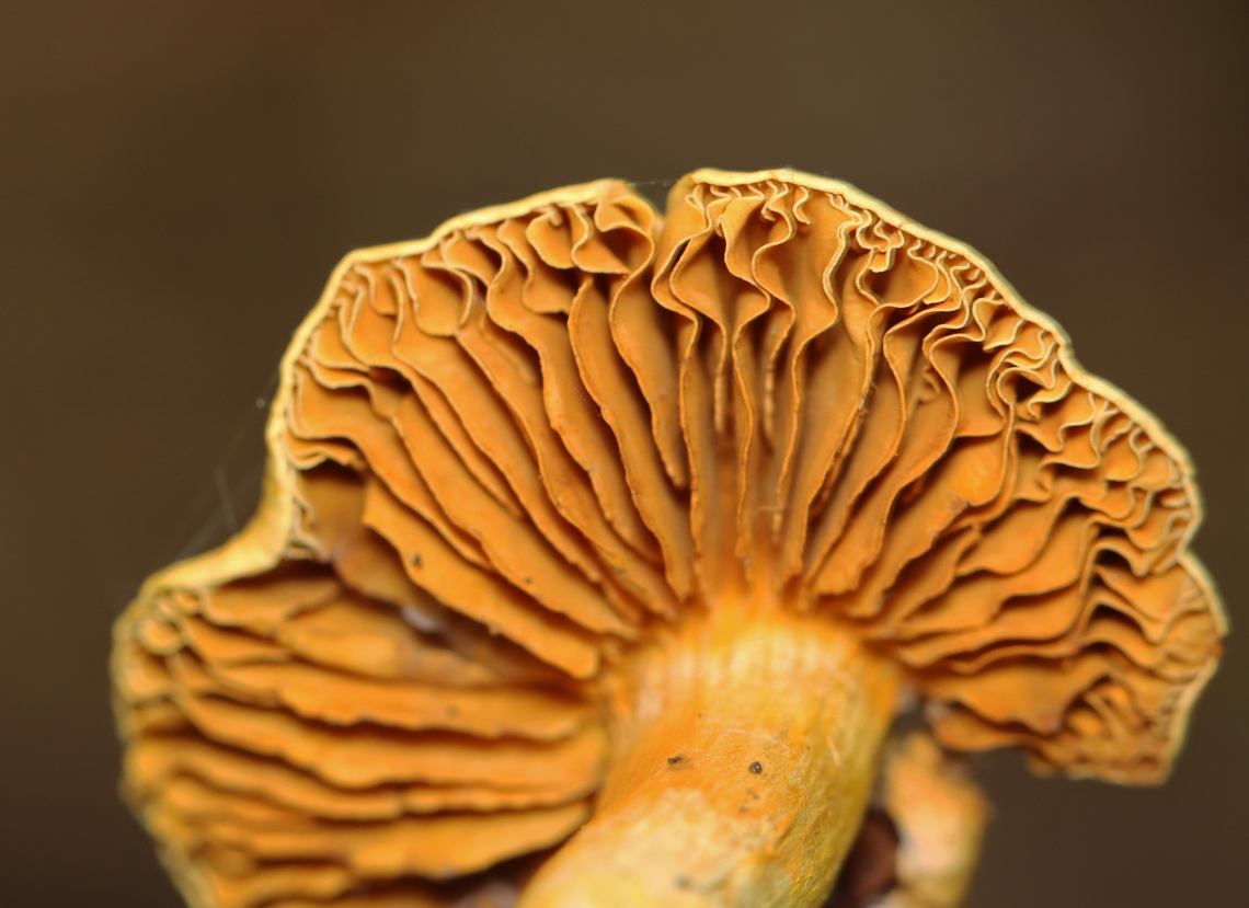 Yellow Cortinarius - Cortinarius lutescens A rare species.<br />
<br />
Habitat: Growing on the ground; mixed forest<br />
<figure class="photo"><a href="https://www.jungledragon.com/image/139312/yellow_cortinarius_-_cortinarius_lutescens.html" title="Yellow Cortinarius - Cortinarius lutescens"><img src="https://s3.amazonaws.com/media.jungledragon.com/images/3232/139312_thumb.jpg?AWSAccessKeyId=05GMT0V3GWVNE7GGM1R2&Expires=1759968010&Signature=H6%2FEzpbq%2B8jP5Oj2nGXYSBis2nQ%3D" width="116" height="152" alt="Yellow Cortinarius - Cortinarius lutescens A rare species.<br />
<br />
Habitat: Growing on the ground; mixed forest<br />
https://www.jungledragon.com/image/139313/mushroom_-_cortinarius_sp.html Cortinarius lutescens,Geotagged,Summer,United States,Yellow Cortinarius,cortinarius,fungus,mushroom" /></a></figure> Cortinarius lutescens,Geotagged,Summer,United States,Yellow Cortinarius