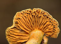 Yellow Cortinarius - Cortinarius lutescens A rare species.<br />
<br />
Habitat: Growing on the ground; mixed forest<br />
https://www.jungledragon.com/image/139312/mushroom_-_cortinarius_sp.html Cortinarius lutescens,Geotagged,Summer,United States,Yellow Cortinarius