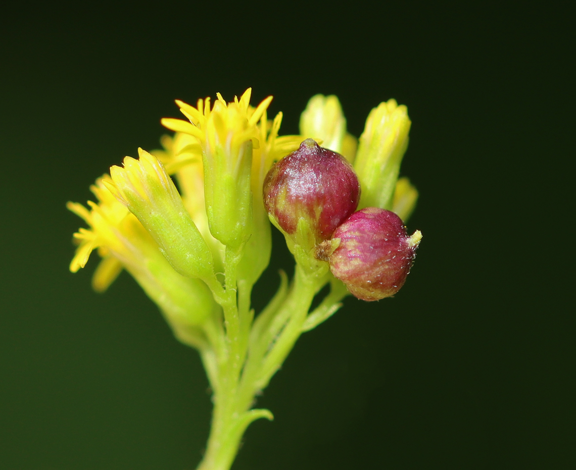 Galls on Goldenrod Flowers - Schizomyia racemicola Habitat: Meadow Geotagged,Schizomyia,Schizomyia racemicola,Summer,United States,galls,goldenrod