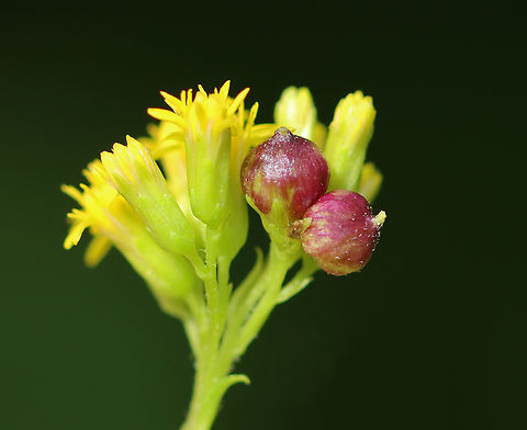 Galls on Goldenrod Flowers - Schizomyia racemicola Habitat: Meadow Geotagged,Schizomyia,Schizomyia racemicola,Summer,United States,galls,goldenrod