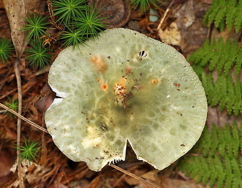 Crusty Russula - Russula crustosa Habitat: Mixed forest
It's very similar to this one too:
https://www.jungledragon.com/image/91211/cracked_quilt_russula_-_russula_parvovirescens.html Crusty Russula,Fungus,Geotagged,Russula,Russula crustosa,Summer,United States,mushroom