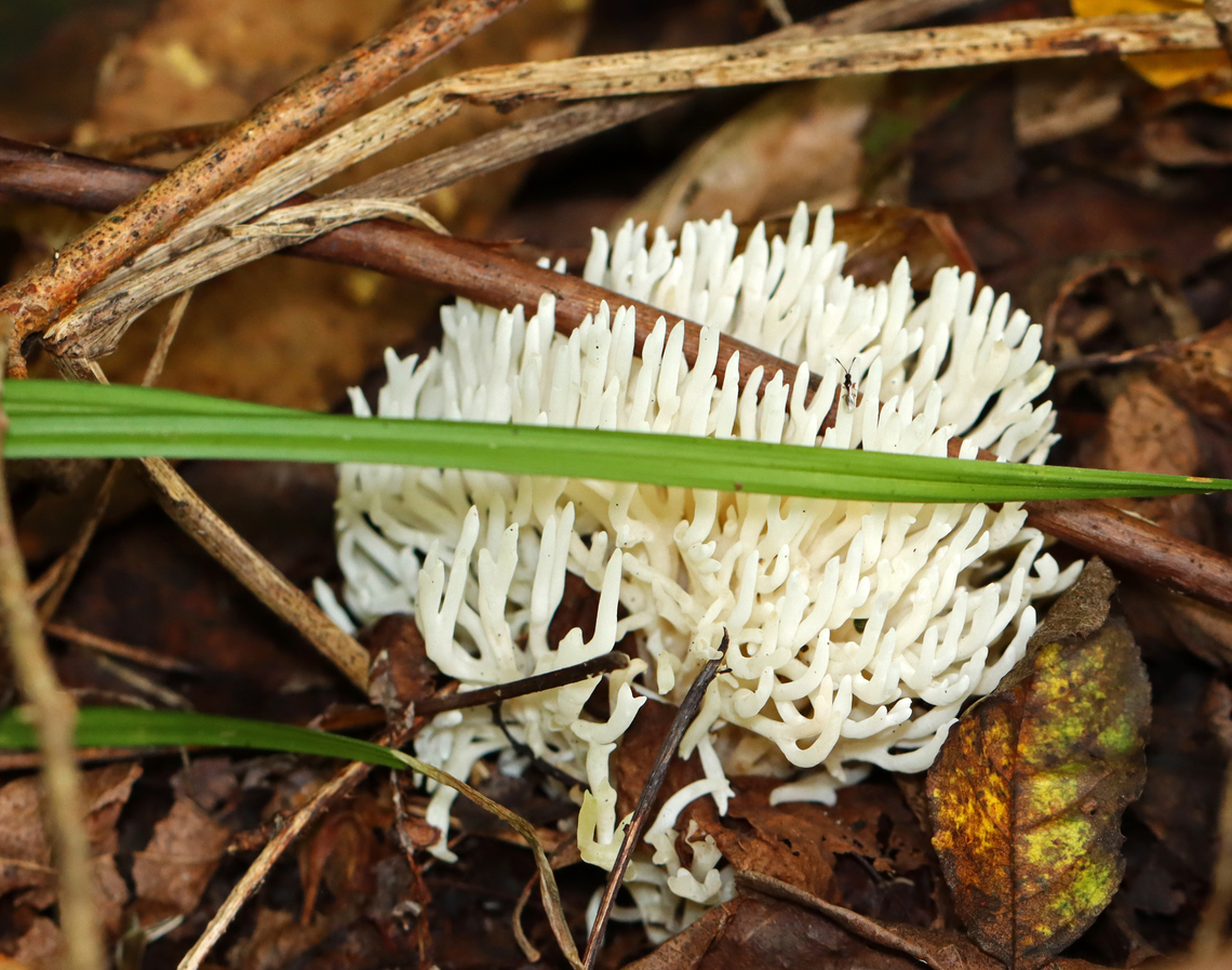 Parasitoid Wasp - Basalys tritoma **ID is for the tiny wasp on the coral fungus (above the grass and to the right) and is tentative. The larvae of these wasps are parasites of fungus gnats and other dipterans. Adults can be spotted on rotting vegetation and fungus.<br />
<br />
Habitat: On coral fungus; mixed forest Basalys,Basalys tritoma,Diapriidae,Geotagged,Summer,United States,parasitic wasp,parasitoid,parasitoid wasp,wasp
