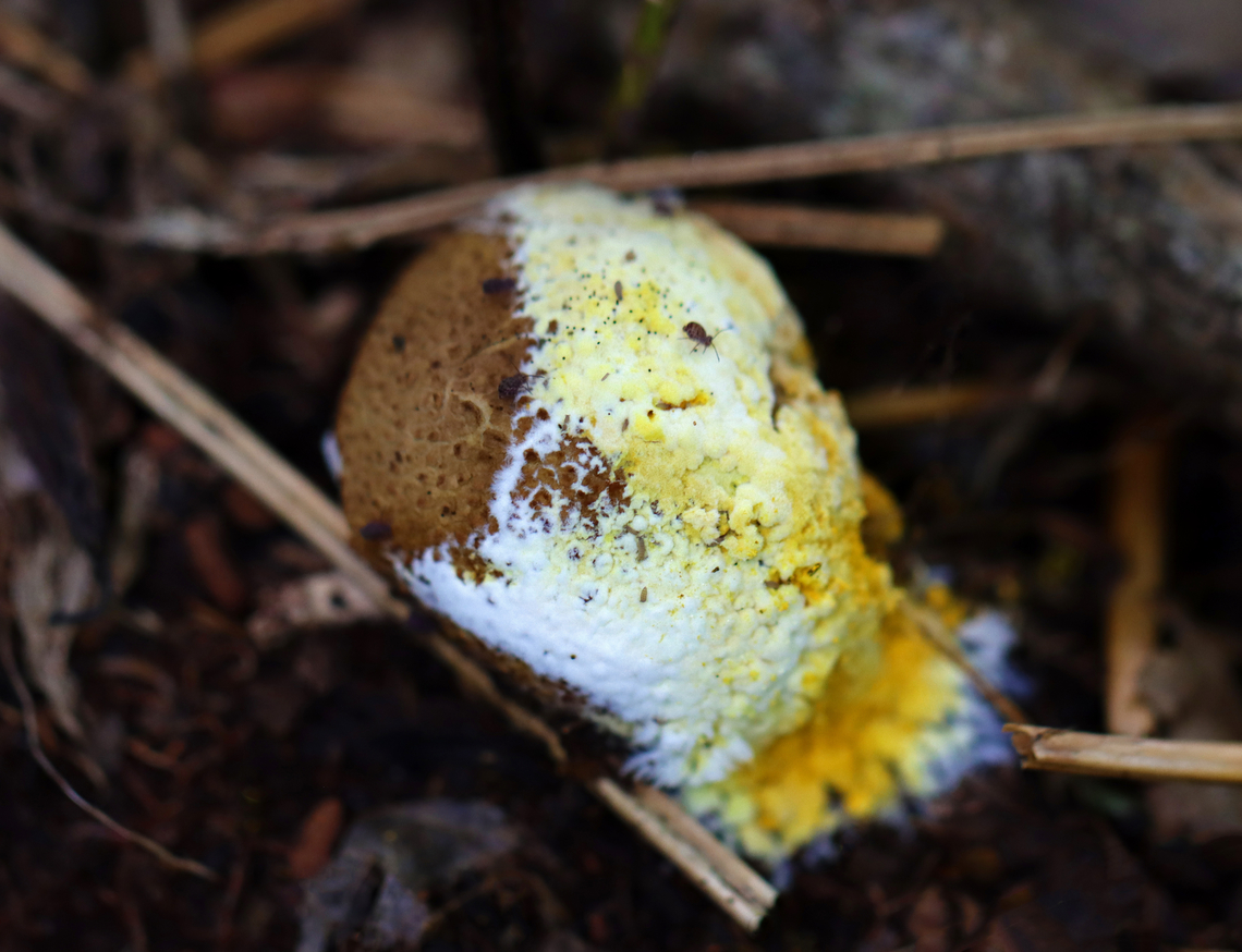 Common Earthball - Scleroderma citrinum This earthball was covered in a white and yellow mold.  <br />
<br />
Habitat: Mixed forest Common Earthball,Geotagged,Scleroderma citrinum,Summer,United States,earthball,fungus,mold,puffball,scleroderma