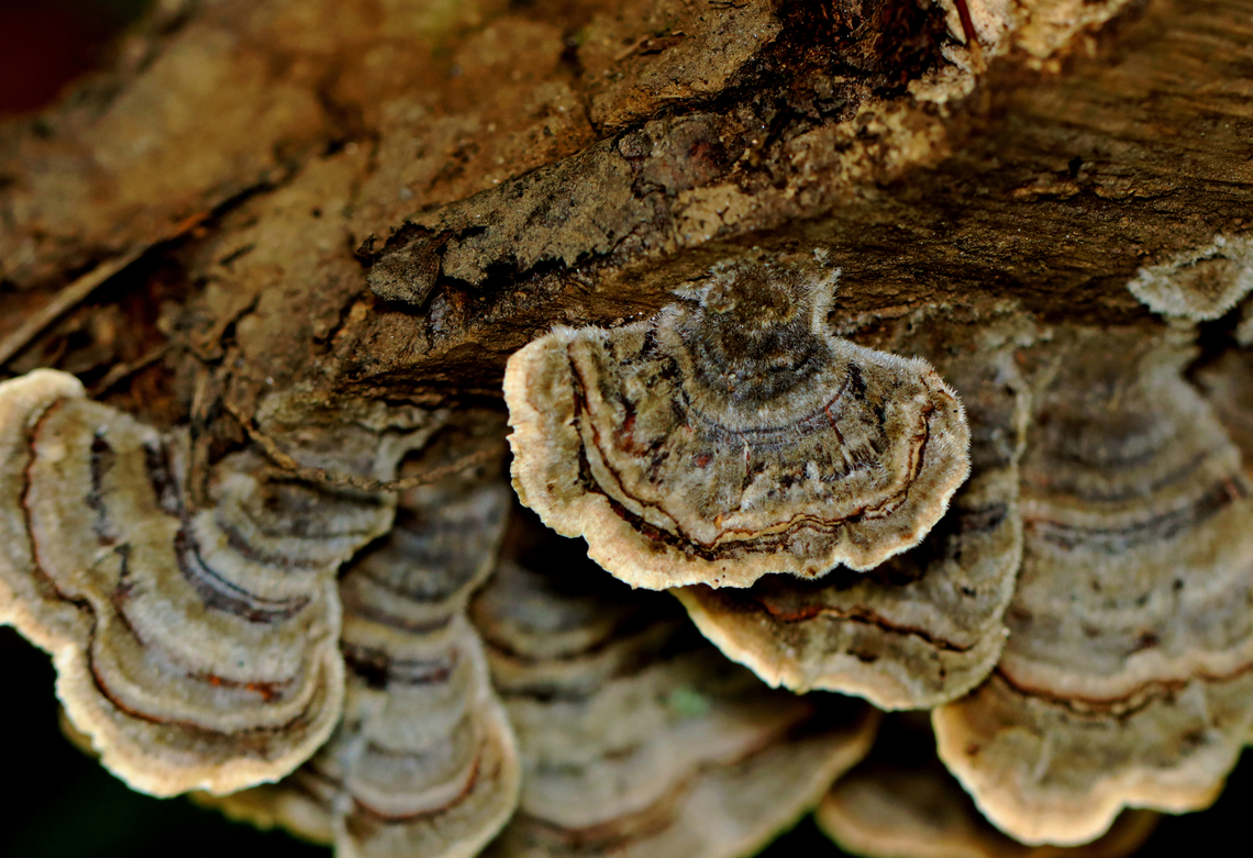 Turkey Tail - Trametes versicolor Even though the blue ones are lovely, it&#039;s nice to see some variety as with these brownish fruiting bodies.<br />
<br />
Habitat: Rotting wood; mixed forest Geotagged,Summer,Trametes versicolor,Turkey Tail,United States,fungus,mushroom,polypore,trametes