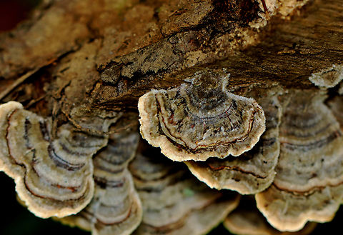 Turkey Tail - Trametes versicolor Even though the blue ones are lovely, it's nice to see some variety as with these brownish fruiting bodies.

Habitat: Rotting wood; mixed forest Geotagged,Summer,Trametes versicolor,Turkey Tail,United States,fungus,mushroom,polypore,trametes