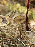 LBM - Agaricales,  Entoloma sp. *LBM = little brown mushroom<br />
<br />
Habitat: Swampy area of a mixed forest<br />
https://www.jungledragon.com/image/139326/lbm_-_agaricales.html<br />
https://www.jungledragon.com/image/139328/lbm_-_agaricales.html<br />
https://www.jungledragon.com/image/139327/lbm_-_agaricales.html Entoloma,Geotagged,Summer,United States