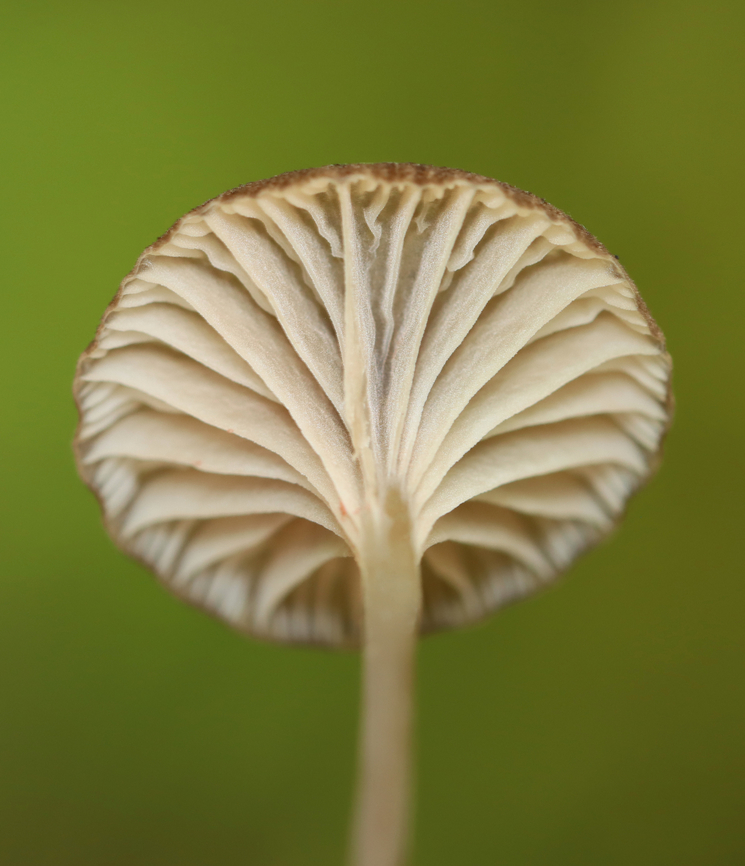 LBM - Agaricales, Entoloma sp. *LBM = little brown mushroom<br />
<br />
Habitat: Swampy area of a mixed forest<br />
<figure class="photo"><a href="https://www.jungledragon.com/image/139326/lbm_-_agaricales_entoloma_sp.html" title="LBM - Agaricales,  Entoloma sp."><img src="https://s3.amazonaws.com/media.jungledragon.com/images/3232/139326_thumb.jpg?AWSAccessKeyId=05GMT0V3GWVNE7GGM1R2&Expires=1767225610&Signature=eAR2zUESOl94G719mdu5Y0H%2FNCE%3D" width="116" height="152" alt="LBM - Agaricales,  Entoloma sp. *LBM = little brown mushroom<br />
<br />
Habitat: Swampy area of a mixed forest<br />
https://www.jungledragon.com/image/139326/lbm_-_agaricales.html<br />
https://www.jungledragon.com/image/139328/lbm_-_agaricales.html<br />
https://www.jungledragon.com/image/139327/lbm_-_agaricales.html Entoloma,Geotagged,Summer,United States" /></a></figure><br />
<figure class="photo"><a href="https://www.jungledragon.com/image/139328/lbm_-_agaricales_entoloma_sp.html" title="LBM - Agaricales, Entoloma sp."><img src="https://s3.amazonaws.com/media.jungledragon.com/images/3232/139328_thumb.jpg?AWSAccessKeyId=05GMT0V3GWVNE7GGM1R2&Expires=1767225610&Signature=gM11ryOFienfkgrGBf%2B8EWTD%2B0I%3D" width="200" height="162" alt="LBM - Agaricales, Entoloma sp. *LBM = little brown mushroom<br />
<br />
Habitat: Swampy area of a mixed forest<br />
https://www.jungledragon.com/image/139326/lbm_-_agaricales.html<br />
https://www.jungledragon.com/image/139328/lbm_-_agaricales.html<br />
https://www.jungledragon.com/image/139327/lbm_-_agaricales.html Geotagged,Summer,United States,agaricales,fungus,mushroom" /></a></figure><br />
<figure class="photo"><a href="https://www.jungledragon.com/image/139327/lbm_-_agaricales_entoloma_sp.html" title="LBM - Agaricales, Entoloma sp."><img src="https://s3.amazonaws.com/media.jungledragon.com/images/3232/139327_thumb.jpg?AWSAccessKeyId=05GMT0V3GWVNE7GGM1R2&Expires=1767225610&Signature=NB4CuvGo4Y3VZeWgf2DYj6mahv0%3D" width="132" height="152" alt="LBM - Agaricales, Entoloma sp. *LBM = little brown mushroom<br />
<br />
Habitat: Swampy area of a mixed forest<br />
https://www.jungledragon.com/image/139326/lbm_-_agaricales.html<br />
https://www.jungledragon.com/image/139328/lbm_-_agaricales.html<br />
https://www.jungledragon.com/image/139327/lbm_-_agaricales.html Geotagged,Summer,United States" /></a></figure> Geotagged,Summer,United States