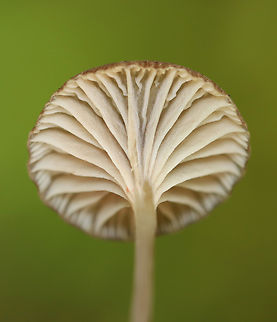 LBM - Agaricales, Entoloma sp. *LBM = little brown mushroom

Habitat: Swampy area of a mixed forest
https://www.jungledragon.com/image/139326/lbm_-_agaricales.html
https://www.jungledragon.com/image/139328/lbm_-_agaricales.html
https://www.jungledragon.com/image/139327/lbm_-_agaricales.html Geotagged,Summer,United States