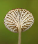 LBM - Agaricales, Entoloma sp. *LBM = little brown mushroom<br />
<br />
Habitat: Swampy area of a mixed forest<br />
https://www.jungledragon.com/image/139326/lbm_-_agaricales.html<br />
https://www.jungledragon.com/image/139328/lbm_-_agaricales.html<br />
https://www.jungledragon.com/image/139327/lbm_-_agaricales.html Geotagged,Summer,United States