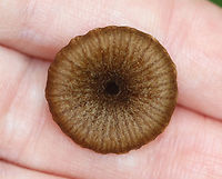 LBM - Agaricales, Entoloma sp. *LBM = little brown mushroom<br />
<br />
Habitat: Swampy area of a mixed forest<br />
https://www.jungledragon.com/image/139326/lbm_-_agaricales.html<br />
https://www.jungledragon.com/image/139328/lbm_-_agaricales.html<br />
https://www.jungledragon.com/image/139327/lbm_-_agaricales.html Geotagged,Summer,United States,agaricales,fungus,mushroom