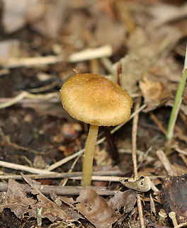 Mushroom - Maybe Inocybe sp.? Habitat: Growing on the ground; mixed forest
https://www.jungledragon.com/image/139330/mushroom_-_maybe_inocybe_sp.html Geotagged,Summer,United States,fungus,inocybe,mushroom