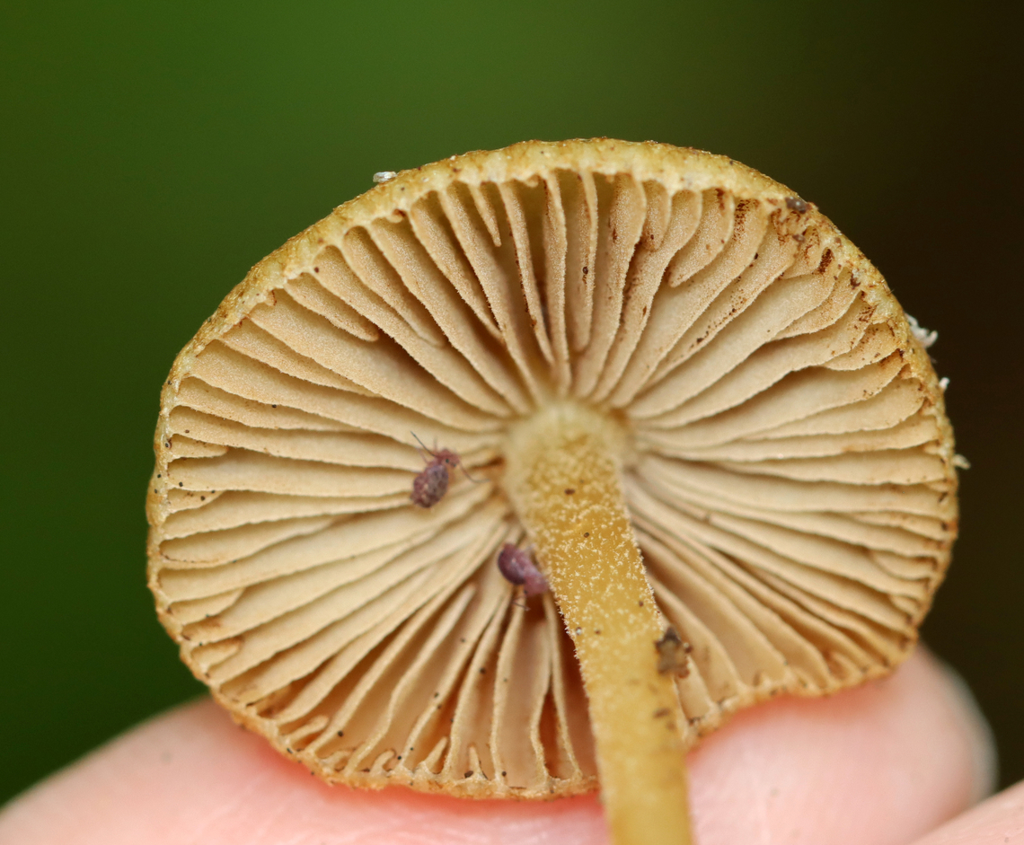 Mushroom - Maybe Inocybe sp.? Habitat: Growing on the ground; mixed forest<br />
<figure class="photo"><a href="https://www.jungledragon.com/image/139329/mushroom_-_maybe_inocybe_sp.html" title="Mushroom - Maybe Inocybe sp.?"><img src="https://s3.amazonaws.com/media.jungledragon.com/images/3232/139329_thumb.jpg?AWSAccessKeyId=05GMT0V3GWVNE7GGM1R2&Expires=1767225610&Signature=zU8TShHdmyPm5IvMLdIaqfnQ4ks%3D" width="126" height="152" alt="Mushroom - Maybe Inocybe sp.? Habitat: Growing on the ground; mixed forest<br />
https://www.jungledragon.com/image/139330/mushroom_-_maybe_inocybe_sp.html Geotagged,Summer,United States,fungus,inocybe,mushroom" /></a></figure> Geotagged,Summer,United States