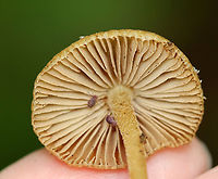 Mushroom - Maybe Inocybe sp.? Habitat: Growing on the ground; mixed forest<br />
https://www.jungledragon.com/image/139329/mushroom_-_maybe_inocybe_sp.html Geotagged,Summer,United States