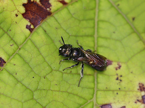 Nimble Ceratina - Ceratina strenua Habitat: Meadow Ceratina,Ceratina strenua,Geotagged,Nimble Ceratina,Summer,United States,apidae,bee,carpenter bee,small carpenter bee