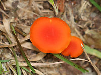 Hygrocybe squamulosa Habitat: Growing on the ground in a mixed forest<br />
https://www.jungledragon.com/image/139332/hygrocybe_squamulosa.html<br />
https://www.jungledragon.com/image/139334/hygrocybe_squamulosa.html<br />
https://www.jungledragon.com/image/139333/hygrocybe_squamulosa.html Geotagged,Hygrocybe squamulosa,Summer,United States