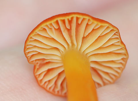 Hygrocybe squamulosa Habitat: Growing on the ground in a mixed forest
https://www.jungledragon.com/image/139332/hygrocybe_squamulosa.html
https://www.jungledragon.com/image/139334/hygrocybe_squamulosa.html
https://www.jungledragon.com/image/139333/hygrocybe_squamulosa.html Geotagged,Hygrocybe squamulosa,Summer,United States,fungus,hygrocybe,mushroom