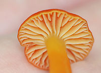 Hygrocybe squamulosa Habitat: Growing on the ground in a mixed forest<br />
https://www.jungledragon.com/image/139332/hygrocybe_squamulosa.html<br />
https://www.jungledragon.com/image/139334/hygrocybe_squamulosa.html<br />
https://www.jungledragon.com/image/139333/hygrocybe_squamulosa.html Geotagged,Hygrocybe squamulosa,Summer,United States,fungus,hygrocybe,mushroom