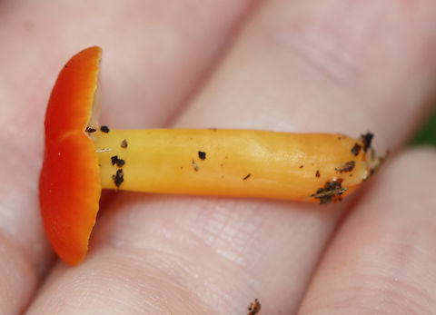 Hygrocybe squamulosa Habitat: Growing on the ground in a mixed forest
https://www.jungledragon.com/image/139332/hygrocybe_squamulosa.html
https://www.jungledragon.com/image/139334/hygrocybe_squamulosa.html
https://www.jungledragon.com/image/139333/hygrocybe_squamulosa.html Geotagged,Hygrocybe squamulosa,Summer,United States