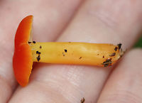 Hygrocybe squamulosa Habitat: Growing on the ground in a mixed forest<br />
https://www.jungledragon.com/image/139332/hygrocybe_squamulosa.html<br />
https://www.jungledragon.com/image/139334/hygrocybe_squamulosa.html<br />
https://www.jungledragon.com/image/139333/hygrocybe_squamulosa.html Geotagged,Hygrocybe squamulosa,Summer,United States