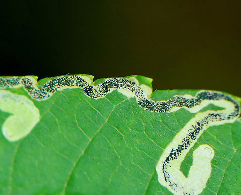Sumac Leaf Miner - Stigmella intermedia Habitat: Found on Sumac (Rhus sp.)
https://www.jungledragon.com/image/139352/sumac_leaf_miner_-_stigmella_intermedia.html Geotagged,Nepticulidae,Rhus,Stigmella,Stigmella intermedia,Summer,United States,leaf miner,sumac leaf miner
