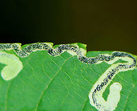 Sumac Leaf Miner - Stigmella intermedia Habitat: Found on Sumac (Rhus sp.)<br />
https://www.jungledragon.com/image/139352/sumac_leaf_miner_-_stigmella_intermedia.html Geotagged,Nepticulidae,Rhus,Stigmella,Stigmella intermedia,Summer,United States,leaf miner,sumac leaf miner