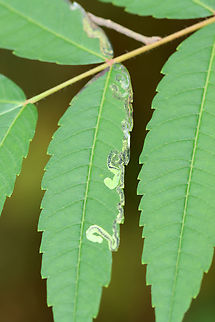 Sumac Leaf Miner - Stigmella intermedia Habitat: Found on Sumac (Rhus sp.)
https://www.jungledragon.com/image/139351/sumac_leaf_miner_-_stigmella_intermedia.html Geotagged,Stigmella intermedia,Summer,United States