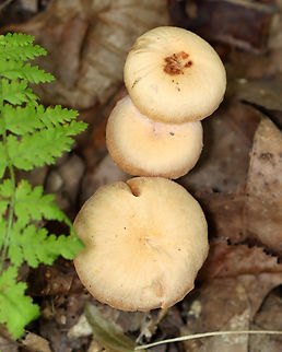 Waxy Laccaria - Laccaria laccata Habitat: Growing on the ground; deciduous forest
https://www.jungledragon.com/image/139358/waxy_laccaria_-_laccaria_laccata.html
https://www.jungledragon.com/image/139356/waxy_laccaria_-_laccaria_laccata.html
https://www.jungledragon.com/image/139355/waxy_laccaria_-_laccaria_laccata.html
https://www.jungledragon.com/image/139353/waxy_laccaria_-_laccaria_laccata.html Geotagged,Laccaria,Laccaria laccata,Summer,United States,Waxy laccaria,fungus,mushroom