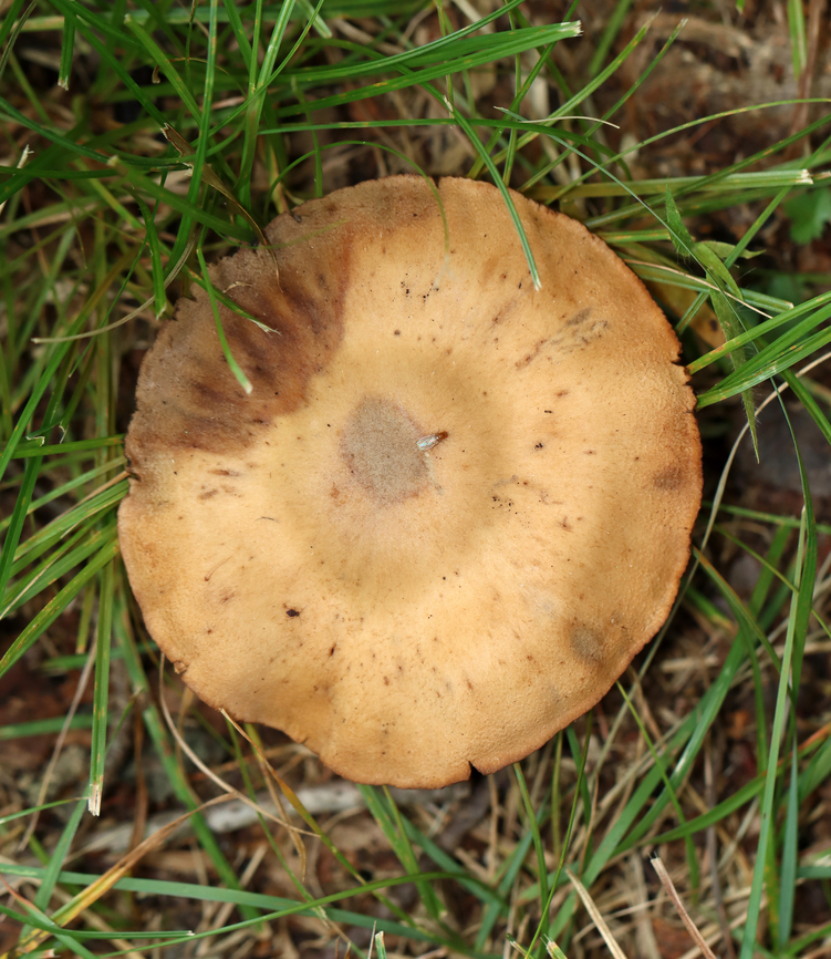 Mushroom - Cortinarius sp. Habitat: Growing in a grassy area near a pond in a mostly deciduous forest<br />
<figure class="photo"><a href="https://www.jungledragon.com/image/139357/mushroom_-_cortinarius_sp.html" title="Mushroom - Cortinarius sp."><img src="https://s3.amazonaws.com/media.jungledragon.com/images/3232/139357_thumb.jpg?AWSAccessKeyId=05GMT0V3GWVNE7GGM1R2&Expires=1759968010&Signature=aEUG%2B8kMqr46zxTMTLhbjA1J2Eo%3D" width="200" height="158" alt="Mushroom - Cortinarius sp. Habitat: Growing in a grassy area near a pond in a mostly deciduous forest<br />
https://www.jungledragon.com/image/139354/mushroom_-_cortinarius_sp.html Geotagged,Summer,United States" /></a></figure> Cortinarius,Geotagged,Summer,United States,fungus,mushroom