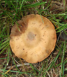Mushroom - Cortinarius sp. Habitat: Growing in a grassy area near a pond in a mostly deciduous forest<br />
https://www.jungledragon.com/image/139357/mushroom_-_cortinarius_sp.html Cortinarius,Geotagged,Summer,United States,fungus,mushroom