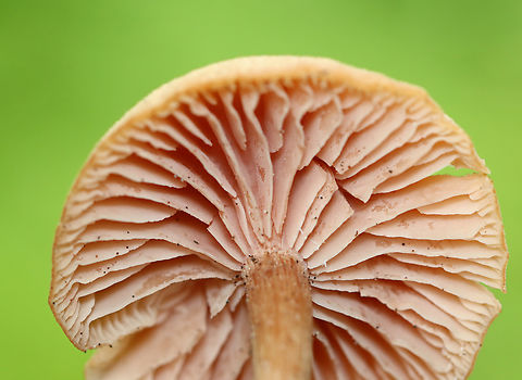 Waxy Laccaria - Laccaria laccata Habitat: Growing on the ground; deciduous forest
https://www.jungledragon.com/image/139358/waxy_laccaria_-_laccaria_laccata.html
https://www.jungledragon.com/image/139356/waxy_laccaria_-_laccaria_laccata.html
https://www.jungledragon.com/image/139355/waxy_laccaria_-_laccaria_laccata.html
https://www.jungledragon.com/image/139353/waxy_laccaria_-_laccaria_laccata.html Geotagged,Laccaria laccata,Summer,United States,Waxy laccaria