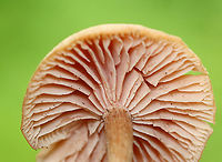 Waxy Laccaria - Laccaria laccata Habitat: Growing on the ground; deciduous forest<br />
https://www.jungledragon.com/image/139358/waxy_laccaria_-_laccaria_laccata.html<br />
https://www.jungledragon.com/image/139356/waxy_laccaria_-_laccaria_laccata.html<br />
https://www.jungledragon.com/image/139355/waxy_laccaria_-_laccaria_laccata.html<br />
https://www.jungledragon.com/image/139353/waxy_laccaria_-_laccaria_laccata.html Geotagged,Laccaria laccata,Summer,United States,Waxy laccaria