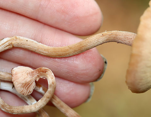Waxy Laccaria - Laccaria laccata Habitat: Growing on the ground; deciduous forest
https://www.jungledragon.com/image/139358/waxy_laccaria_-_laccaria_laccata.html
https://www.jungledragon.com/image/139356/waxy_laccaria_-_laccaria_laccata.html
https://www.jungledragon.com/image/139355/waxy_laccaria_-_laccaria_laccata.html
https://www.jungledragon.com/image/139353/waxy_laccaria_-_laccaria_laccata.html Geotagged,Laccaria laccata,Summer,United States,Waxy laccaria