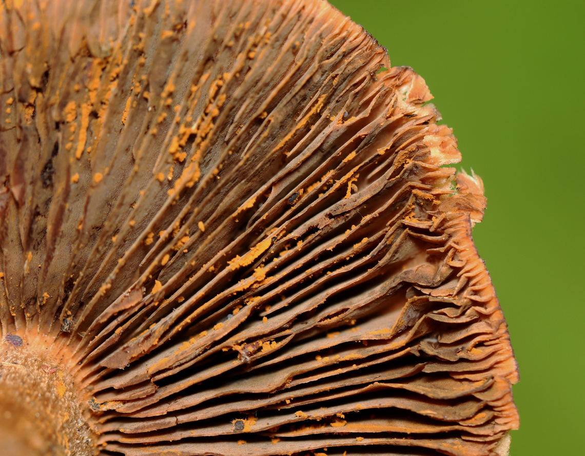 Mushroom - Cortinarius sp. Habitat: Growing in a grassy area near a pond in a mostly deciduous forest<br />
<figure class="photo"><a href="https://www.jungledragon.com/image/139354/mushroom_-_cortinarius_sp.html" title="Mushroom - Cortinarius sp."><img src="https://s3.amazonaws.com/media.jungledragon.com/images/3232/139354_thumb.jpg?AWSAccessKeyId=05GMT0V3GWVNE7GGM1R2&Expires=1759968010&Signature=06j3yLGsYk6dJvJKm2q0CL44BLE%3D" width="132" height="152" alt="Mushroom - Cortinarius sp. Habitat: Growing in a grassy area near a pond in a mostly deciduous forest<br />
https://www.jungledragon.com/image/139357/mushroom_-_cortinarius_sp.html Cortinarius,Geotagged,Summer,United States,fungus,mushroom" /></a></figure> Geotagged,Summer,United States