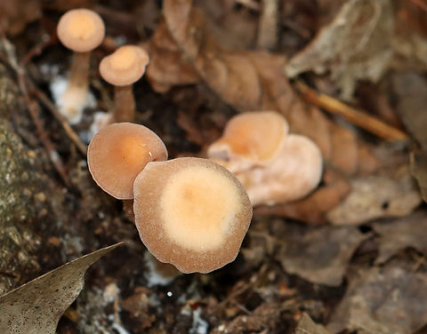 Waxy Laccaria - Laccaria laccata Habitat: Growing on the ground; deciduous forest
https://www.jungledragon.com/image/139358/waxy_laccaria_-_laccaria_laccata.html
https://www.jungledragon.com/image/139356/waxy_laccaria_-_laccaria_laccata.html
https://www.jungledragon.com/image/139355/waxy_laccaria_-_laccaria_laccata.html
https://www.jungledragon.com/image/139353/waxy_laccaria_-_laccaria_laccata.html Geotagged,Laccaria laccata,Summer,United States,Waxy laccaria