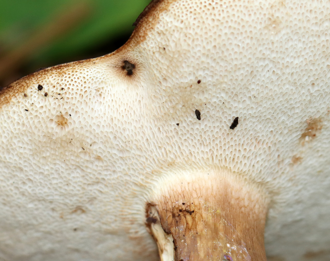 Mushroom - Tylopilus sp. Habitat: Mixed forest, but growing on the ground under conifers.<br />
<figure class="photo"><a href="https://www.jungledragon.com/image/139361/mushroom_-_tylopilus_sp.html" title="Mushroom - Tylopilus sp."><img src="https://s3.amazonaws.com/media.jungledragon.com/images/3232/139361_thumb.jpg?AWSAccessKeyId=05GMT0V3GWVNE7GGM1R2&Expires=1767225610&Signature=%2BWwLLDENIoSRbtErx2uqxSPwlZU%3D" width="122" height="152" alt="Mushroom - Tylopilus sp. Habitat: Mixed forest, but growing on the ground under conifers.<br />
https://www.jungledragon.com/image/139361/mushroom_-_tylopilus_sp.html<br />
https://www.jungledragon.com/image/139360/mushroom_-_tylopilus_sp.html<br />
https://www.jungledragon.com/image/139359/mushroom_-_tylopilus_sp.html Geotagged,Summer,United States" /></a></figure><br />
<figure class="photo"><a href="https://www.jungledragon.com/image/139360/mushroom_-_tylopilus_sp.html" title="Mushroom - Tylopilus sp."><img src="https://s3.amazonaws.com/media.jungledragon.com/images/3232/139360_thumb.jpg?AWSAccessKeyId=05GMT0V3GWVNE7GGM1R2&Expires=1767225610&Signature=EZIItZlhWHJg4NEvtCw5ht2vQQI%3D" width="200" height="162" alt="Mushroom - Tylopilus sp. Habitat: Mixed forest, but growing on the ground under conifers.<br />
https://www.jungledragon.com/image/139361/mushroom_-_tylopilus_sp.html<br />
https://www.jungledragon.com/image/139360/mushroom_-_tylopilus_sp.html<br />
https://www.jungledragon.com/image/139359/mushroom_-_tylopilus_sp.html Geotagged,Summer,Tylopilus,United States,fungus,mushroom" /></a></figure><br />
<figure class="photo"><a href="https://www.jungledragon.com/image/139359/mushroom_-_tylopilus_sp.html" title="Mushroom - Tylopilus sp."><img src="https://s3.amazonaws.com/media.jungledragon.com/images/3232/139359_thumb.jpg?AWSAccessKeyId=05GMT0V3GWVNE7GGM1R2&Expires=1767225610&Signature=XKiP%2BwGoXo76RtXhbDqe5TK0%2Bnk%3D" width="200" height="160" alt="Mushroom - Tylopilus sp. Habitat: Mixed forest, but growing on the ground under conifers.<br />
https://www.jungledragon.com/image/139361/mushroom_-_tylopilus_sp.html<br />
https://www.jungledragon.com/image/139360/mushroom_-_tylopilus_sp.html<br />
https://www.jungledragon.com/image/139359/mushroom_-_tylopilus_sp.html Geotagged,Summer,United States" /></a></figure> Geotagged,Summer,United States