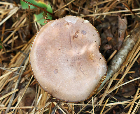 Mushroom - Tylopilus sp. Habitat: Mixed forest, but growing on the ground under conifers.
https://www.jungledragon.com/image/139361/mushroom_-_tylopilus_sp.html
https://www.jungledragon.com/image/139360/mushroom_-_tylopilus_sp.html
https://www.jungledragon.com/image/139359/mushroom_-_tylopilus_sp.html Geotagged,Summer,Tylopilus,United States,fungus,mushroom
