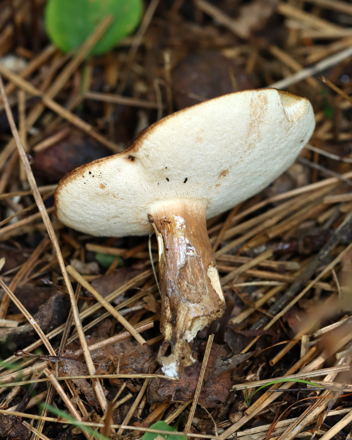 Mushroom - Tylopilus sp. Habitat: Mixed forest, but growing on the ground under conifers.<br />
<figure class="photo"><a href="https://www.jungledragon.com/image/139361/mushroom_-_tylopilus_sp.html" title="Mushroom - Tylopilus sp."><img src="https://s3.amazonaws.com/media.jungledragon.com/images/3232/139361_thumb.jpg?AWSAccessKeyId=05GMT0V3GWVNE7GGM1R2&Expires=1767225610&Signature=%2BWwLLDENIoSRbtErx2uqxSPwlZU%3D" width="122" height="152" alt="Mushroom - Tylopilus sp. Habitat: Mixed forest, but growing on the ground under conifers.<br />
https://www.jungledragon.com/image/139361/mushroom_-_tylopilus_sp.html<br />
https://www.jungledragon.com/image/139360/mushroom_-_tylopilus_sp.html<br />
https://www.jungledragon.com/image/139359/mushroom_-_tylopilus_sp.html Geotagged,Summer,United States" /></a></figure><br />
<figure class="photo"><a href="https://www.jungledragon.com/image/139360/mushroom_-_tylopilus_sp.html" title="Mushroom - Tylopilus sp."><img src="https://s3.amazonaws.com/media.jungledragon.com/images/3232/139360_thumb.jpg?AWSAccessKeyId=05GMT0V3GWVNE7GGM1R2&Expires=1767225610&Signature=EZIItZlhWHJg4NEvtCw5ht2vQQI%3D" width="200" height="162" alt="Mushroom - Tylopilus sp. Habitat: Mixed forest, but growing on the ground under conifers.<br />
https://www.jungledragon.com/image/139361/mushroom_-_tylopilus_sp.html<br />
https://www.jungledragon.com/image/139360/mushroom_-_tylopilus_sp.html<br />
https://www.jungledragon.com/image/139359/mushroom_-_tylopilus_sp.html Geotagged,Summer,Tylopilus,United States,fungus,mushroom" /></a></figure><br />
<figure class="photo"><a href="https://www.jungledragon.com/image/139359/mushroom_-_tylopilus_sp.html" title="Mushroom - Tylopilus sp."><img src="https://s3.amazonaws.com/media.jungledragon.com/images/3232/139359_thumb.jpg?AWSAccessKeyId=05GMT0V3GWVNE7GGM1R2&Expires=1767225610&Signature=XKiP%2BwGoXo76RtXhbDqe5TK0%2Bnk%3D" width="200" height="160" alt="Mushroom - Tylopilus sp. Habitat: Mixed forest, but growing on the ground under conifers.<br />
https://www.jungledragon.com/image/139361/mushroom_-_tylopilus_sp.html<br />
https://www.jungledragon.com/image/139360/mushroom_-_tylopilus_sp.html<br />
https://www.jungledragon.com/image/139359/mushroom_-_tylopilus_sp.html Geotagged,Summer,United States" /></a></figure> Geotagged,Summer,United States