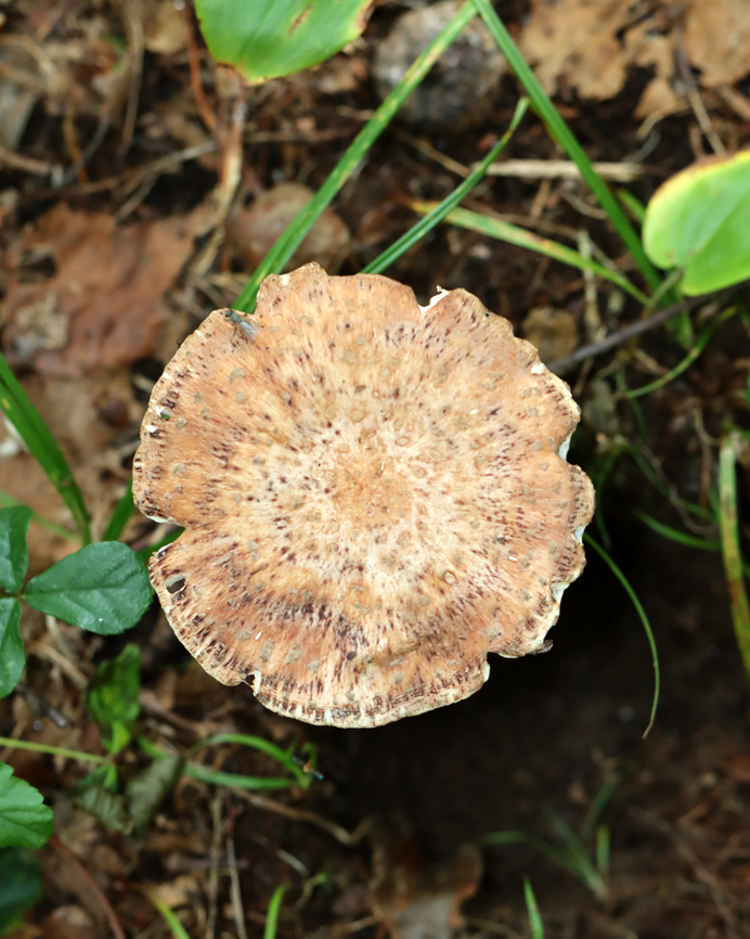 Eastern American Blusher - Amanita amerirubescens Habitat: Growing on the ground near a small pond in a deciduous forest.<br />
<figure class="photo"><a href="https://www.jungledragon.com/image/139363/eastern_american_blusher_-_amanita_amerirubescens.html" title="Eastern American Blusher - Amanita amerirubescens"><img src="https://s3.amazonaws.com/media.jungledragon.com/images/3232/139363_thumb.jpg?AWSAccessKeyId=05GMT0V3GWVNE7GGM1R2&Expires=1767225610&Signature=SvOUB8xfx6UnkU4vsUx64ew7x88%3D" width="200" height="142" alt="Eastern American Blusher - Amanita amerirubescens Habitat: Growing on the ground near a small pond in a deciduous forest.<br />
https://www.jungledragon.com/image/139362/eastern_american_blusher_-_amanita_amerirubescens.html Amanita amerirubescens,Eastern American Blusher,Geotagged,Summer,United States" /></a></figure> Amanita amerirubescens,Eastern American Blusher,Geotagged,Summer,United States,amanita,american blusher,fungus,mushroom