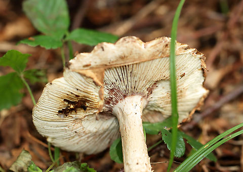Eastern American Blusher - Amanita amerirubescens Habitat: Growing on the ground near a small pond in a deciduous forest.
https://www.jungledragon.com/image/139362/eastern_american_blusher_-_amanita_amerirubescens.html Amanita amerirubescens,Eastern American Blusher,Geotagged,Summer,United States
