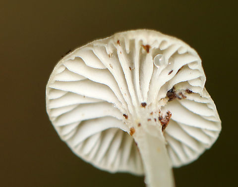 Mushrooms - Family Marasmiaceae, Hydropus praedecurrens Habitat: Growing next to a small pond, amid moss, in a deciduous forest.
https://www.jungledragon.com/image/139364/mushrooms_-_family_marasmiaceae.html
https://www.jungledragon.com/image/139366/mushrooms_-_family_marasmiaceae.html
https://www.jungledragon.com/image/139365/mushrooms_-_family_marasmiaceae.html Geotagged,Hydropus praedecurrens,Summer,United States