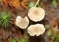 Mushrooms - Family Marasmiaceae, Hydropus praedecurrens Habitat: Growing next to a small pond, amid moss, in a deciduous forest.<br />
https://www.jungledragon.com/image/139364/mushrooms_-_family_marasmiaceae.html<br />
https://www.jungledragon.com/image/139366/mushrooms_-_family_marasmiaceae.html<br />
https://www.jungledragon.com/image/139365/mushrooms_-_family_marasmiaceae.html Geotagged,Hydropus praedecurrens,Summer,United States