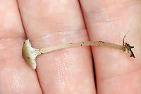 Mushrooms - Family Marasmiaceae, Hydropus praedecurrens Habitat: Growing next to a small pond, amid moss, in a deciduous forest.<br />
https://www.jungledragon.com/image/139364/mushrooms_-_family_marasmiaceae.html<br />
https://www.jungledragon.com/image/139366/mushrooms_-_family_marasmiaceae.html<br />
https://www.jungledragon.com/image/139365/mushrooms_-_family_marasmiaceae.html Geotagged,Hydropus praedecurrens,Marasmiaceae,Summer,United States,fungus,mushroom