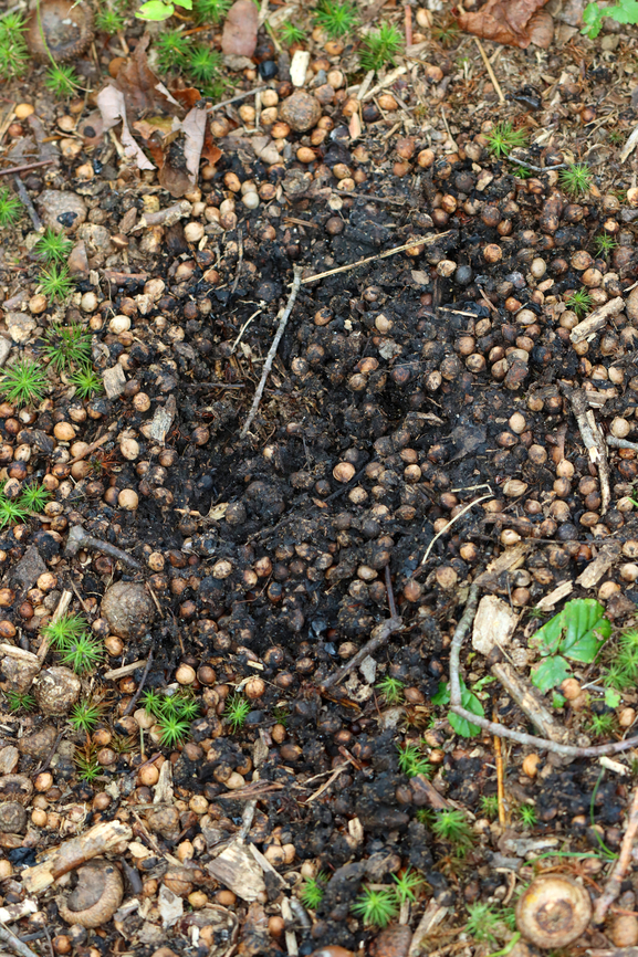 Huge Black Bear Scat It was huge!<br />
<br />
Habitat: Mixed forest Geotagged,Summer,United States,Ursus,Ursus americanus,bear,black bear,black bear scat,poop,scat