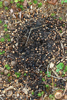 Huge Black Bear Scat It was huge!

Habitat: Mixed forest Geotagged,Summer,United States,Ursus,Ursus americanus,bear,black bear,black bear scat,poop,scat