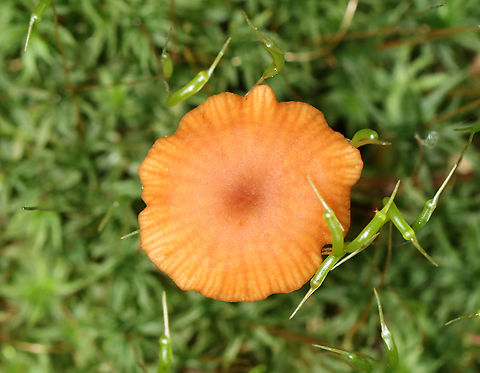 Mushroom - Laccaria sp.? Habitat: Growing on the ground in moss near the edge of a small pond; deciduous forest
https://www.jungledragon.com/image/139426/mushroom_-_laccaria_sp.html
https://www.jungledragon.com/image/139428/mushroom_-_laccaria_sp.html
https://www.jungledragon.com/image/139427/mushroom_-_laccaria_sp.html Geotagged,Summer,United States,fungus,laccaria,mushroom