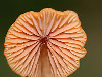 Mushroom - Laccaria sp.? Habitat: Growing on the ground in moss near the edge of a small pond; deciduous forest<br />
https://www.jungledragon.com/image/139426/mushroom_-_laccaria_sp.html<br />
https://www.jungledragon.com/image/139428/mushroom_-_laccaria_sp.html<br />
https://www.jungledragon.com/image/139427/mushroom_-_laccaria_sp.html Geotagged,Summer,United States