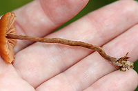 Mushroom - Laccaria sp.? Habitat: Growing on the ground in moss near the edge of a small pond; deciduous forest<br />
https://www.jungledragon.com/image/139426/mushroom_-_laccaria_sp.html<br />
https://www.jungledragon.com/image/139428/mushroom_-_laccaria_sp.html<br />
https://www.jungledragon.com/image/139427/mushroom_-_laccaria_sp.html Geotagged,Summer,United States