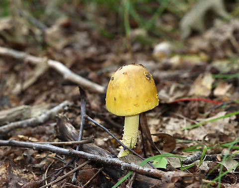 Mushroom - Amanita flavorubens Habitat: Growing on the ground in a mostly deciduous forest
https://www.jungledragon.com/image/139430/mushroom_-_amanita_sp.html
https://www.jungledragon.com/image/139432/mushroom_-_amanita_sp.html
https://www.jungledragon.com/image/139431/mushroom_-_amanita_sp.html A. flavorubens,Geotagged,Summer,United States,Yellow American Blusher,amanita,fungus,mushroom