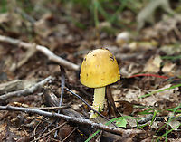 Mushroom - Amanita flavorubens Habitat: Growing on the ground in a mostly deciduous forest<br />
https://www.jungledragon.com/image/139430/mushroom_-_amanita_sp.html<br />
https://www.jungledragon.com/image/139432/mushroom_-_amanita_sp.html<br />
https://www.jungledragon.com/image/139431/mushroom_-_amanita_sp.html A. flavorubens,Geotagged,Summer,United States,Yellow American Blusher,amanita,fungus,mushroom