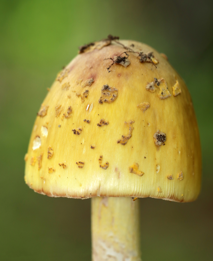 Mushroom - Amanita flavorubens Habitat: Growing on the ground in a mostly deciduous forest<br />
<figure class="photo"><a href="https://www.jungledragon.com/image/139430/mushroom_-_amanita_flavorubens.html" title="Mushroom - Amanita flavorubens"><img src="https://s3.amazonaws.com/media.jungledragon.com/images/3232/139430_thumb.jpg?AWSAccessKeyId=05GMT0V3GWVNE7GGM1R2&Expires=1759968010&Signature=Zm1j8qV1LByQdFiwXSURUdJpK58%3D" width="200" height="158" alt="Mushroom - Amanita flavorubens Habitat: Growing on the ground in a mostly deciduous forest<br />
https://www.jungledragon.com/image/139430/mushroom_-_amanita_sp.html<br />
https://www.jungledragon.com/image/139432/mushroom_-_amanita_sp.html<br />
https://www.jungledragon.com/image/139431/mushroom_-_amanita_sp.html A. flavorubens,Geotagged,Summer,United States,Yellow American Blusher,amanita,fungus,mushroom" /></a></figure><br />
<figure class="photo"><a href="https://www.jungledragon.com/image/139432/mushroom_-_amanita_flavorubens.html" title="Mushroom - Amanita flavorubens"><img src="https://s3.amazonaws.com/media.jungledragon.com/images/3232/139432_thumb.jpg?AWSAccessKeyId=05GMT0V3GWVNE7GGM1R2&Expires=1759968010&Signature=CSCNJayUc4jstFjnyQEG%2BiMV37c%3D" width="200" height="164" alt="Mushroom - Amanita flavorubens Habitat: Growing on the ground in a mostly deciduous forest<br />
https://www.jungledragon.com/image/139430/mushroom_-_amanita_sp.html<br />
https://www.jungledragon.com/image/139432/mushroom_-_amanita_sp.html<br />
https://www.jungledragon.com/image/139431/mushroom_-_amanita_sp.html A. flavorubens,Geotagged,Summer,United States,Yellow American Blusher" /></a></figure><br />
<figure class="photo"><a href="https://www.jungledragon.com/image/139431/mushroom_-_amanita_flavorubens.html" title="Mushroom - Amanita flavorubens"><img src="https://s3.amazonaws.com/media.jungledragon.com/images/3232/139431_thumb.jpg?AWSAccessKeyId=05GMT0V3GWVNE7GGM1R2&Expires=1759968010&Signature=0eEkNPLEpaJuSlnl0qcUhpzvTUQ%3D" width="126" height="152" alt="Mushroom - Amanita flavorubens Habitat: Growing on the ground in a mostly deciduous forest<br />
https://www.jungledragon.com/image/139430/mushroom_-_amanita_sp.html<br />
https://www.jungledragon.com/image/139432/mushroom_-_amanita_sp.html<br />
https://www.jungledragon.com/image/139431/mushroom_-_amanita_sp.html A. flavorubens,Amanita flavorubens,Geotagged,Summer,United States,Yellow American Blusher" /></a></figure> A. flavorubens,Amanita flavorubens,Geotagged,Summer,United States,Yellow American Blusher